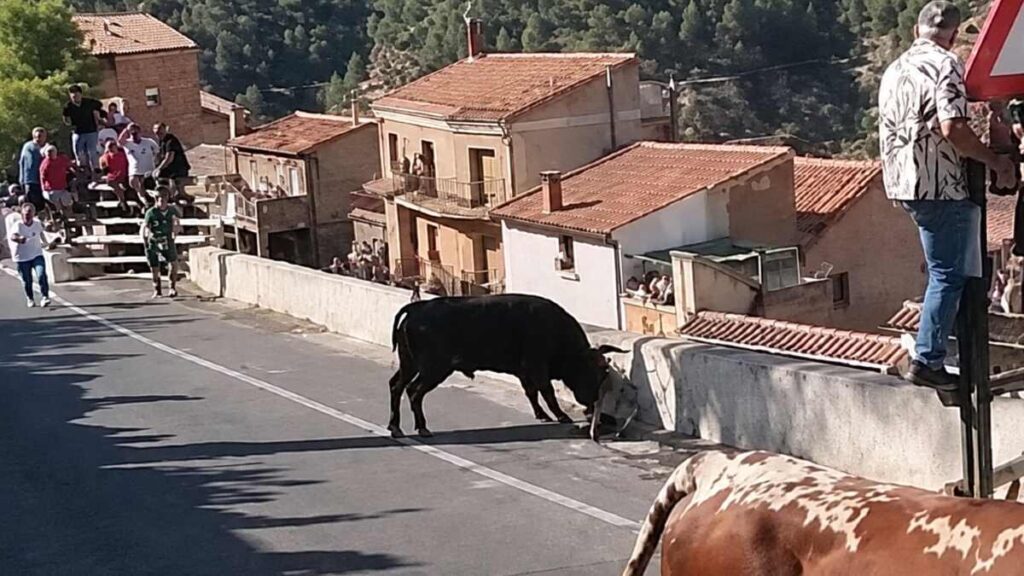 Tragedia en España: un toro persiguió y mató a una mujer de 64 años fuera de las vallas de protección